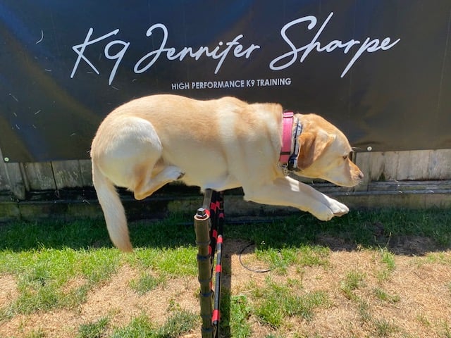 Jennifer sharpe shop dog trainer