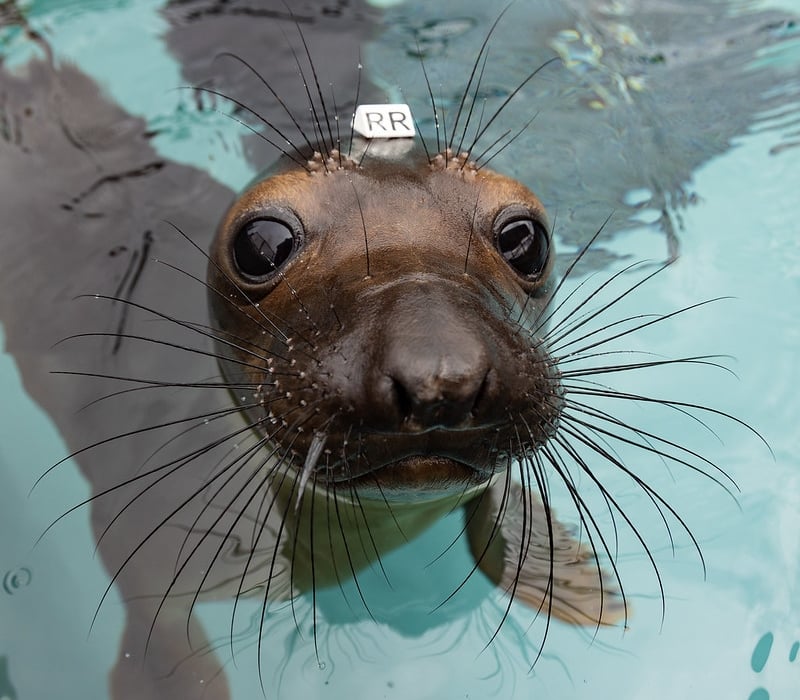 elephant seal pup