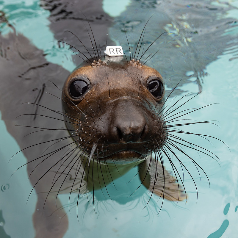 elephant seal pup