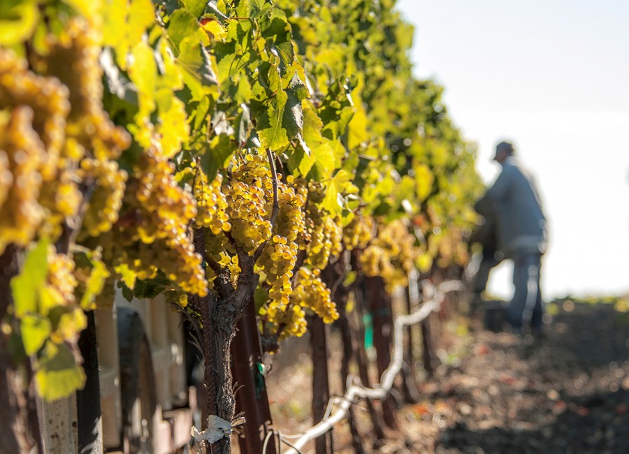 vine winemaking
