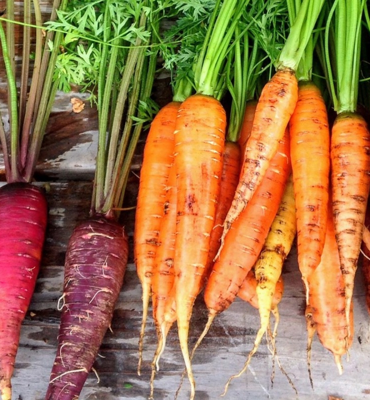 carrots farmers market
