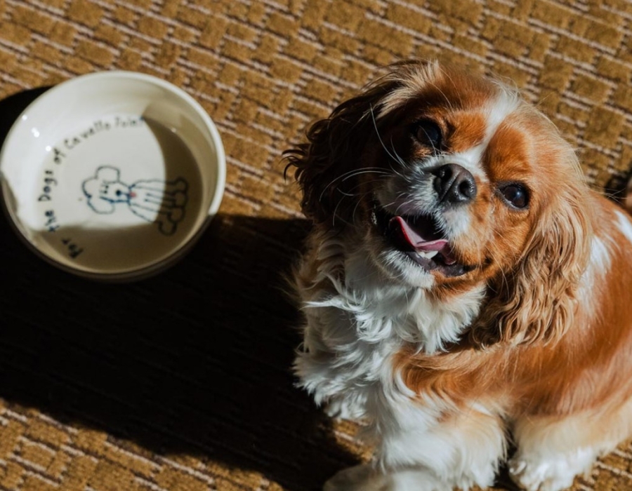 dog with bowl