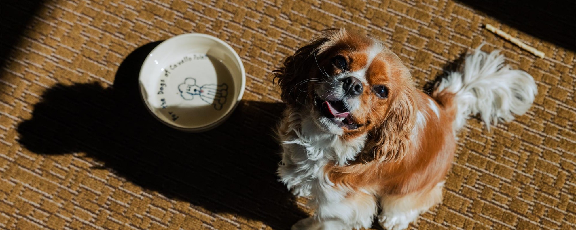 dog with bowl