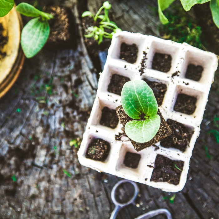 planting garden