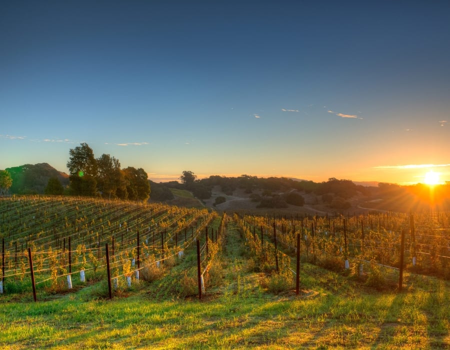 Sunset in the vineyards in Napa Valley Wine Country