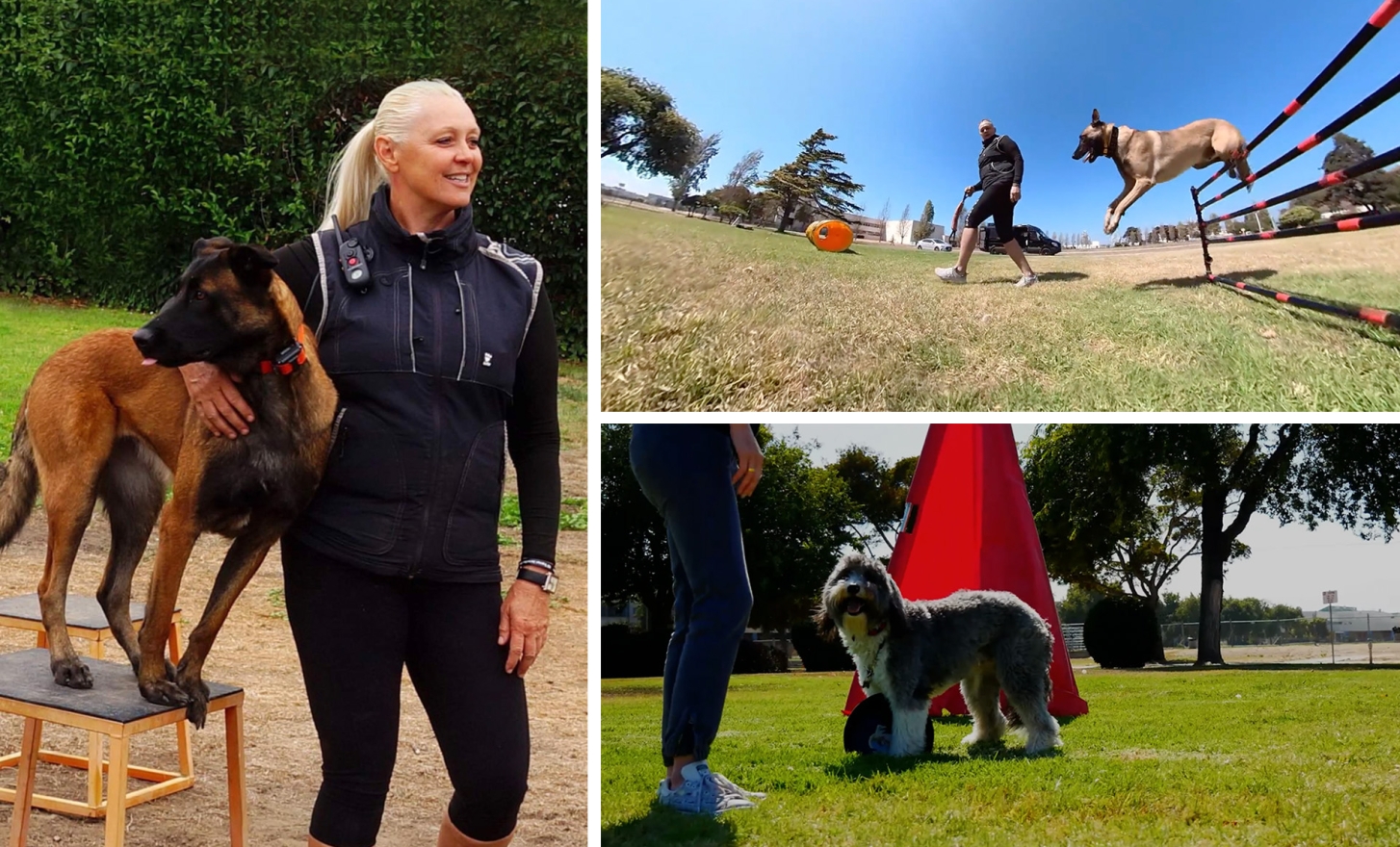 woman training dogs and dogs jumping