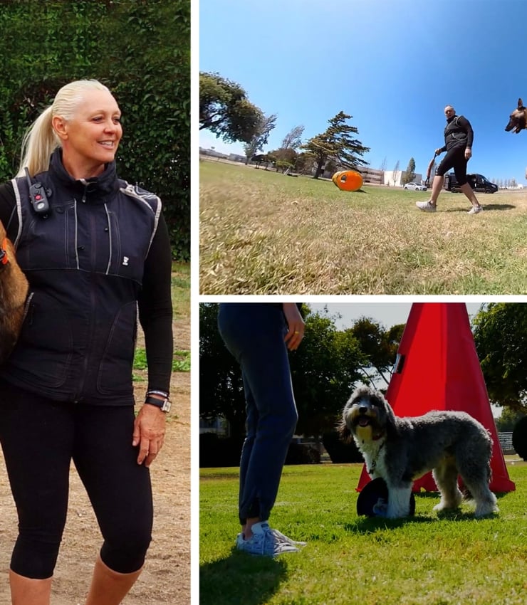 woman training dogs and dogs jumping