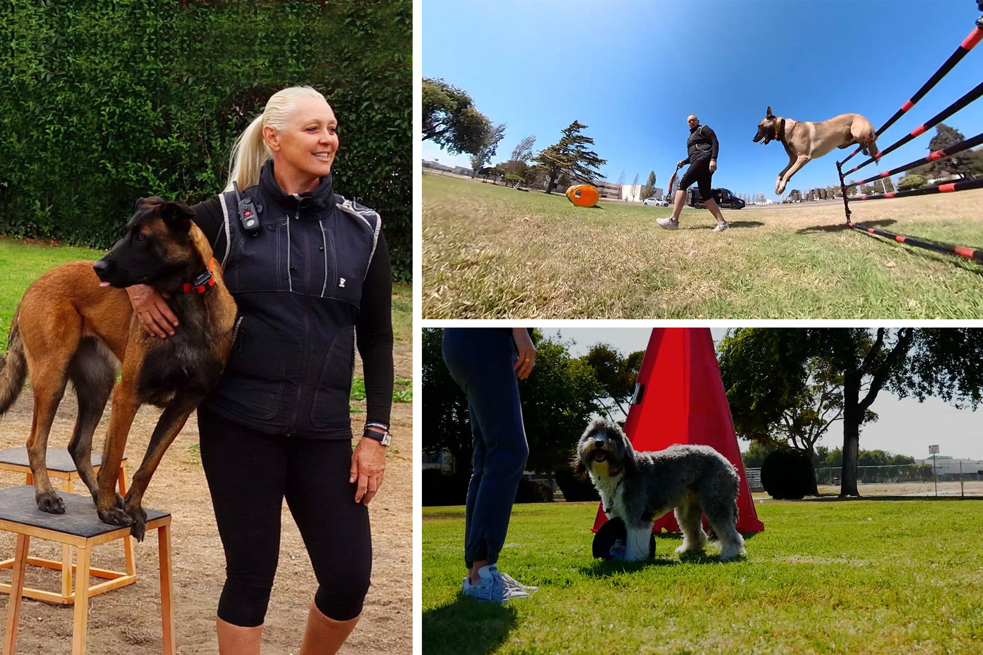 woman training dogs and dogs jumping