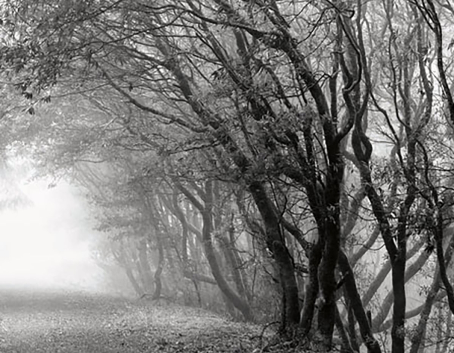 trees in black and white